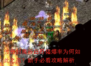 传奇封魔谷白野猪爆率为何如此之高?新手必看攻略解析 传奇封魔谷白野猪爆率为何如此之高?新手必看攻略解析